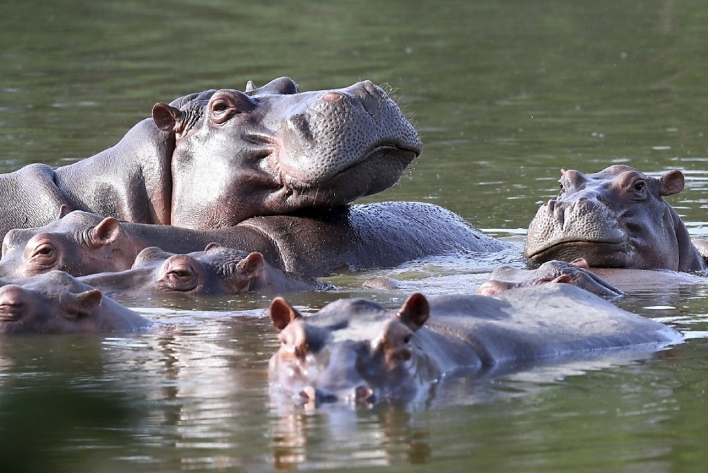 A la fin 2023, 166 hippopotames avaient été comptabilisés dans le fleuve Magdalena par le ministère colombien de l'environnement (archives). KEYSTONE