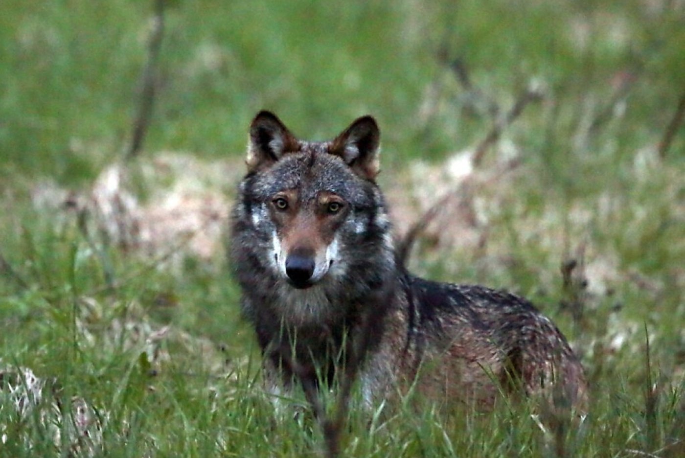 Depuis février, seize attaques ont été recensées dans le département du Doubs, dont cinq sur la commune de Mouthe (archives). KEYSTONE